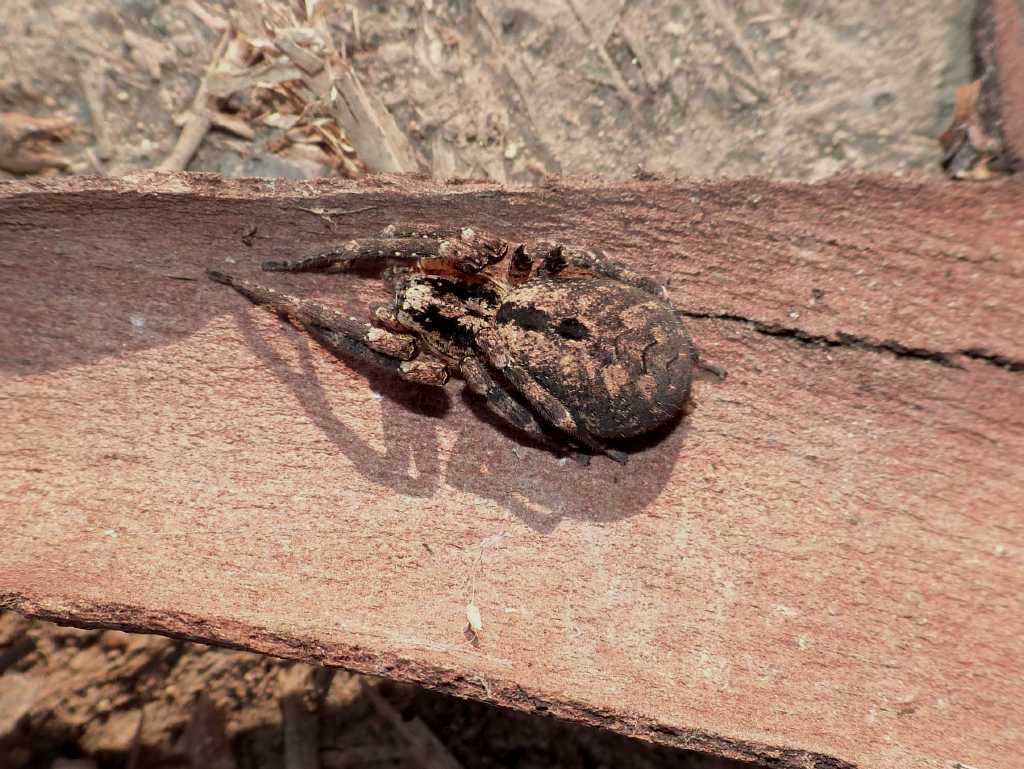 Quiz - Giovane Zoropsis sp.
